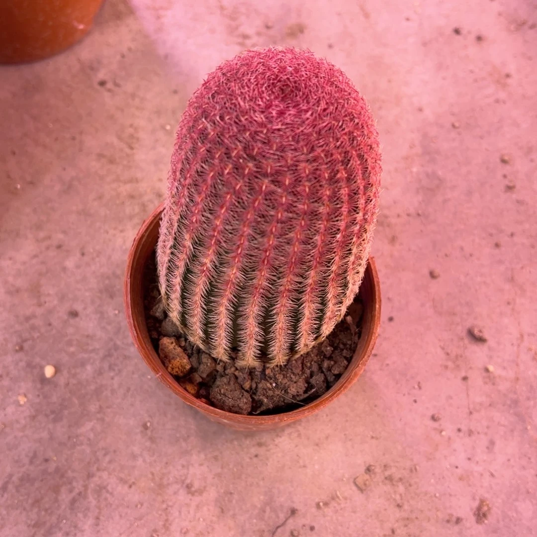 一***·红太阳。