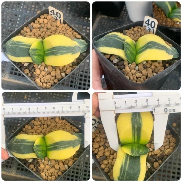 实生卧牛锦一物一拍瓦苇十二卷多肉植物haworthia万象玉扇寿玉露