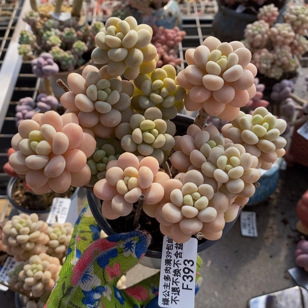 洛可可393/10cm多肉