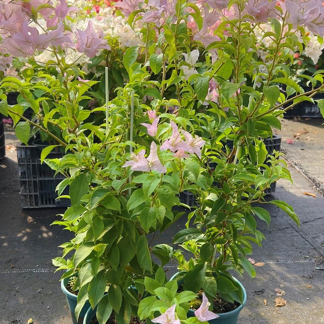当前无花栽培后可以开花姬小桃带竹一棵