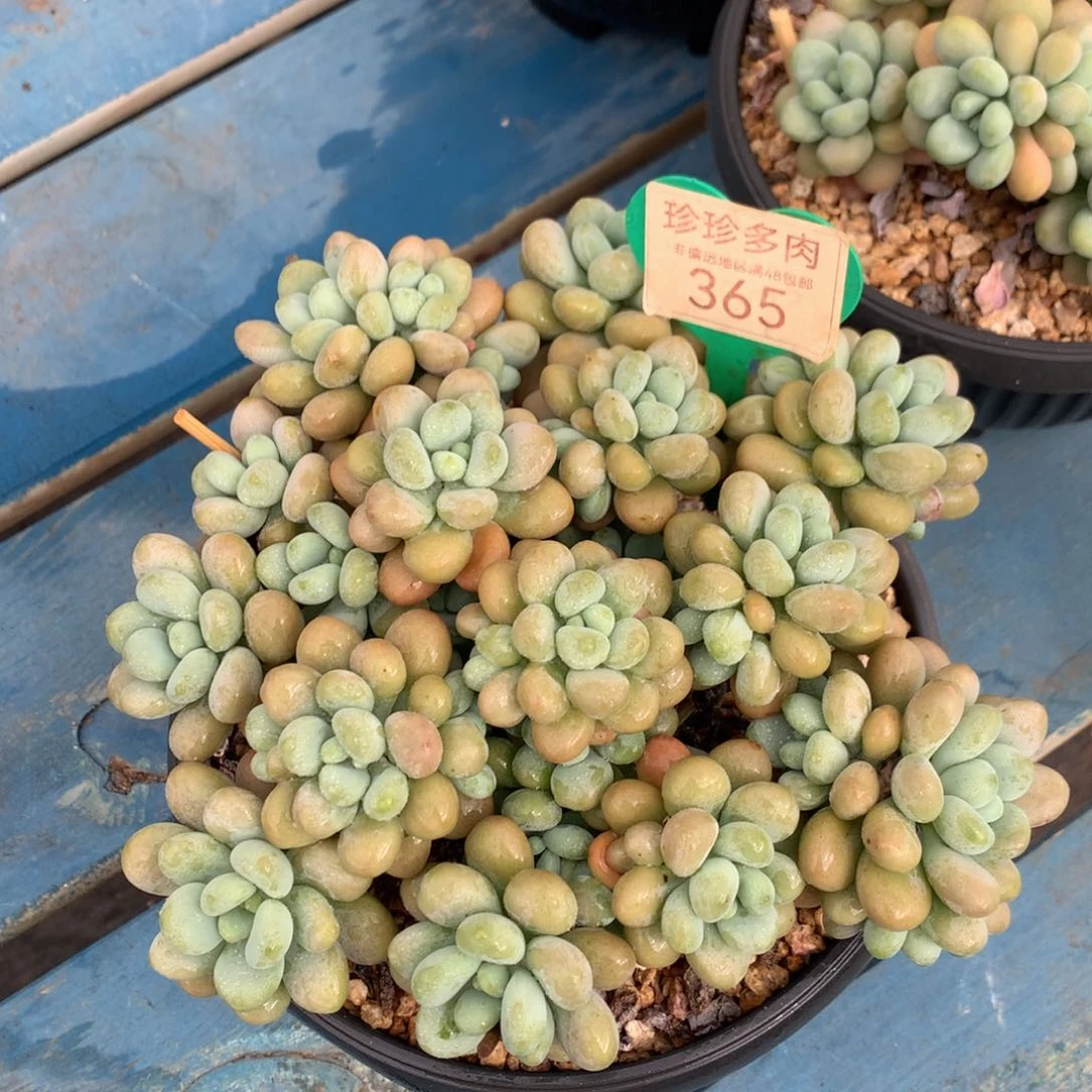 达芙妮老桩无砍平头365