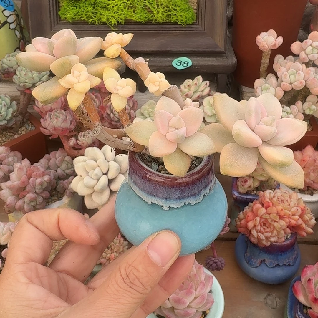 美杏锦有砍 多肉含盆土 一物一拍