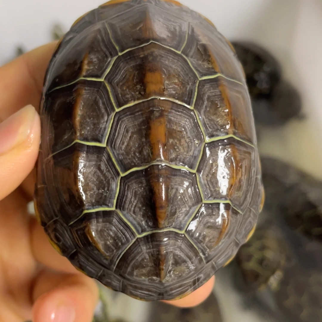 苏北金线冷水草龟