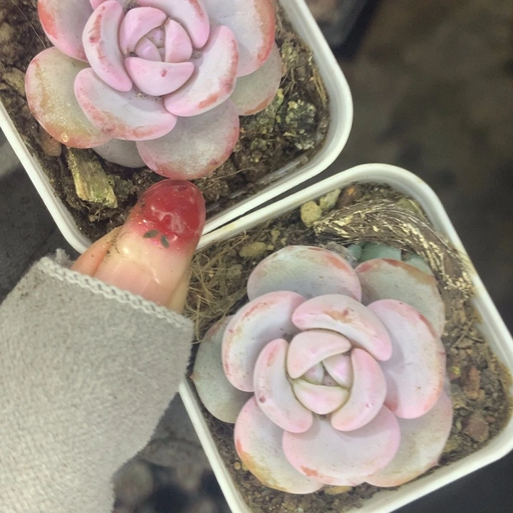 韩版奶茶  （不满9.99发空盆冷地区不拍保温扣3.9多肉）