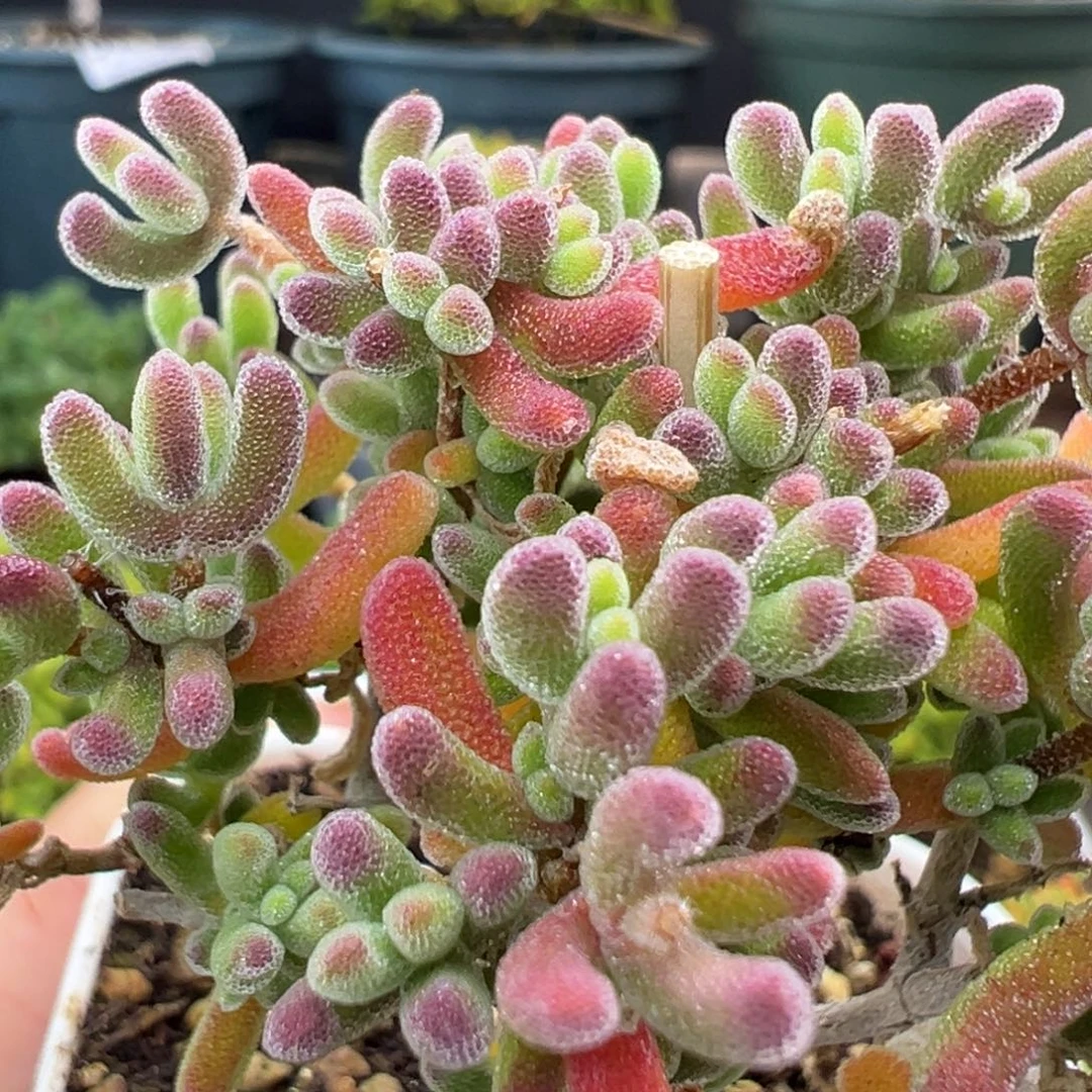 捡漏dy3467荔枝糯米糍冠幅6cm