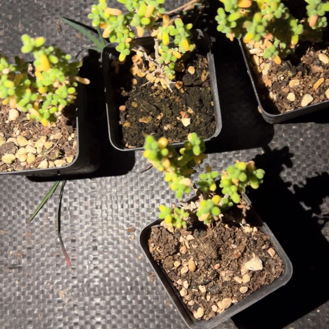 葡萄米55杯老桩精品