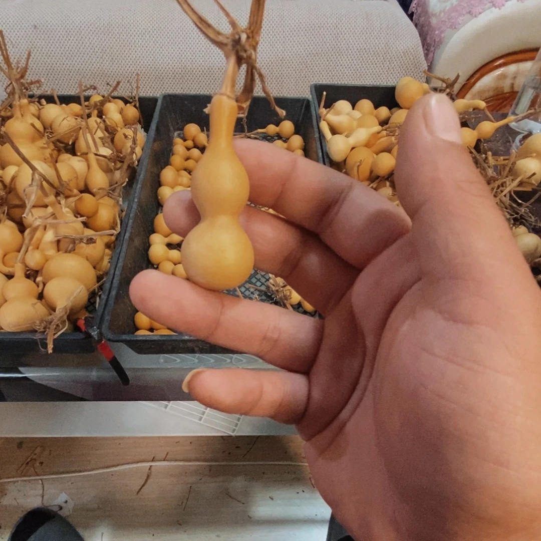 木天津嘴绕指柔葫芦