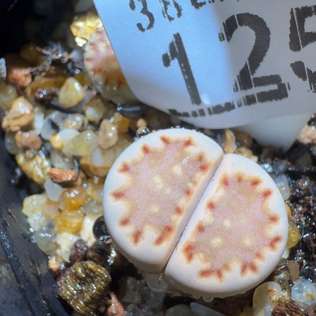 zzzzz精品生石花1259