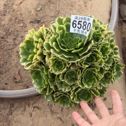 金丝翡翠多肉植物法师6580