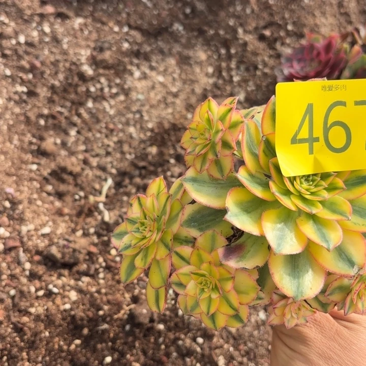 哈哈多肉葡萄福利467