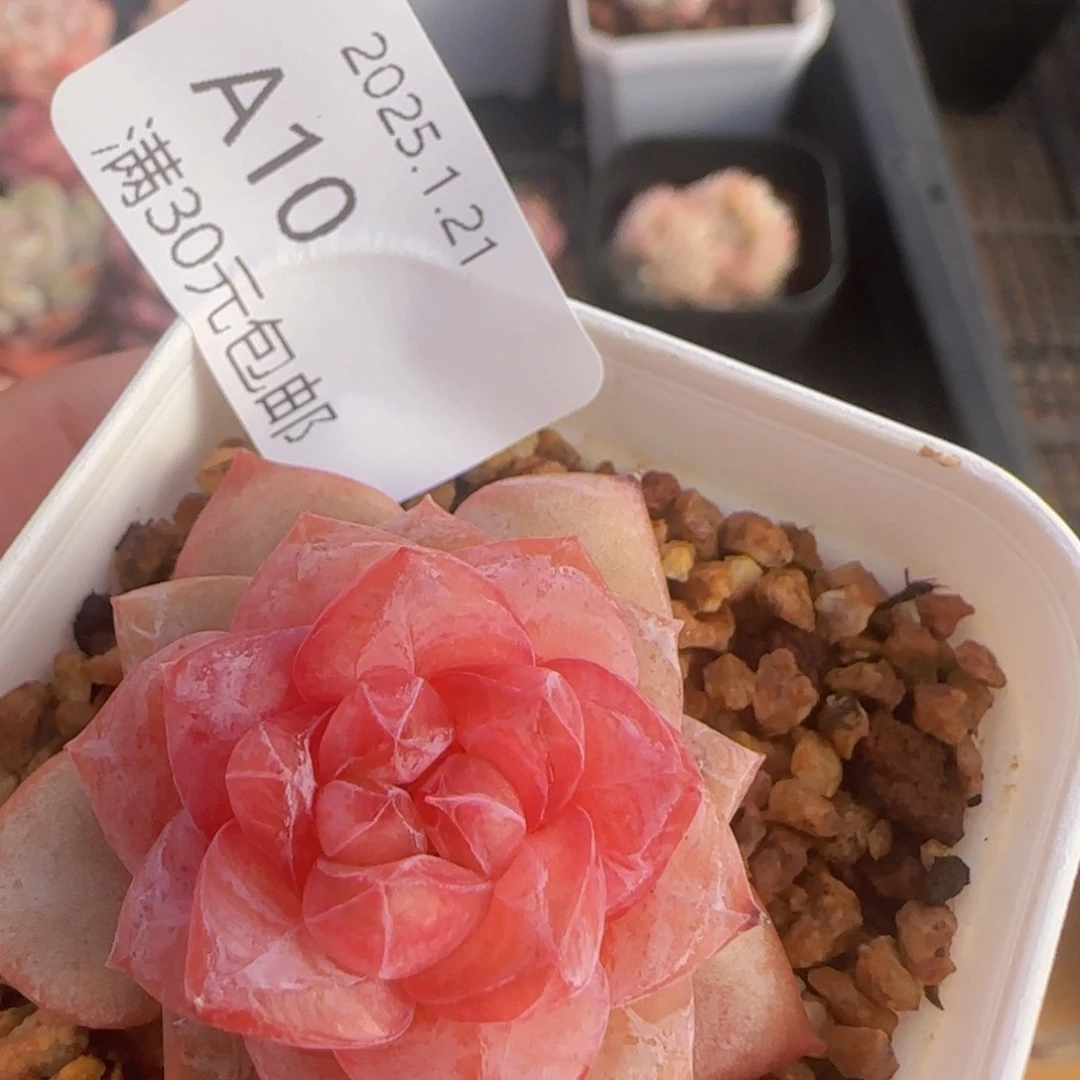 珍妮单头一颗脱土