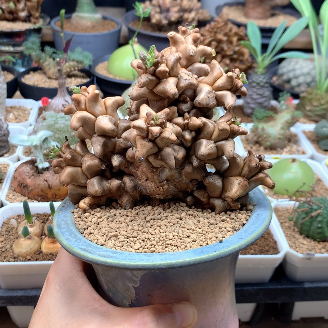 蛮鬼塔厚敦菊脱土