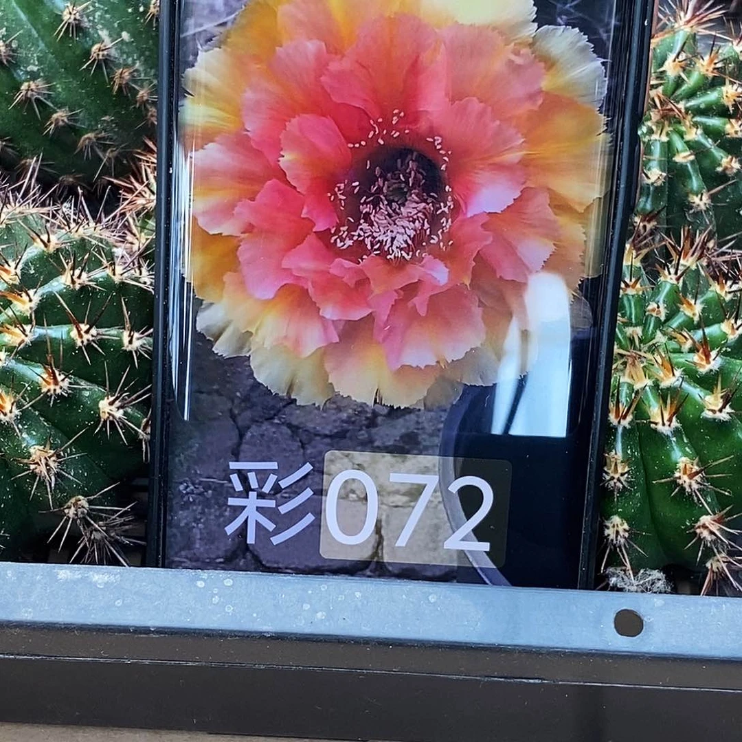 彩 072侧芽歪20包邮/5公分