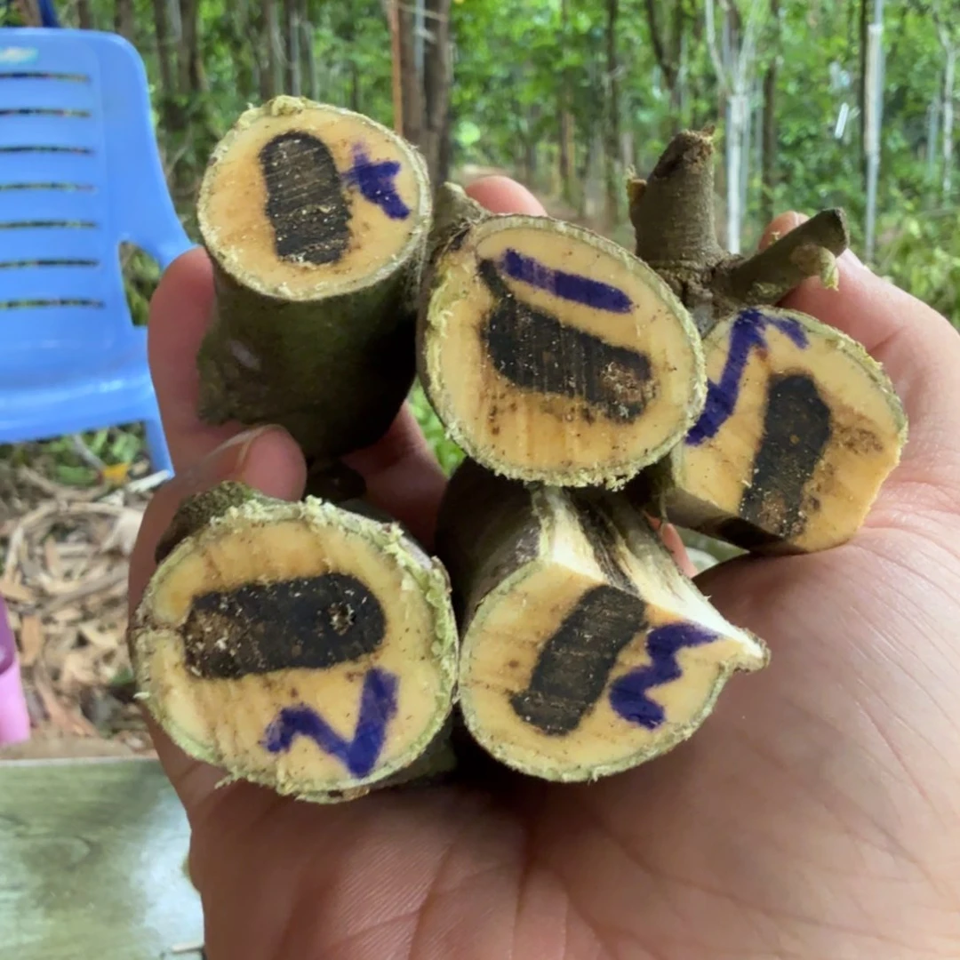 线香奇楠沉香原木