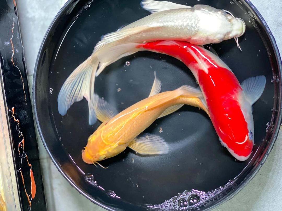 按1-50号拍 蝶鲤观赏鱼好养冷水鱼锦鲤淡水鱼