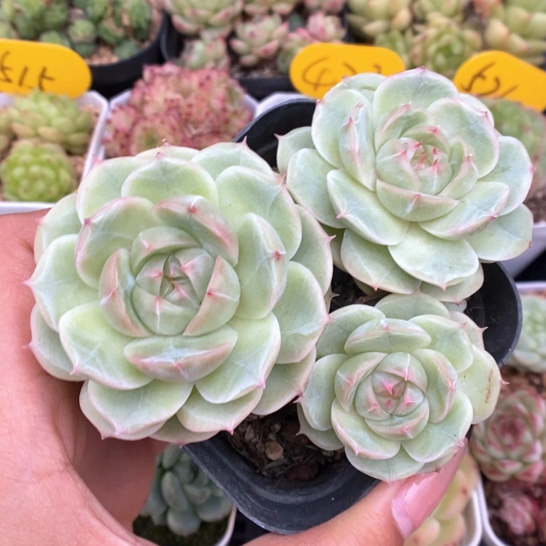 白芷珍妮群生651号。