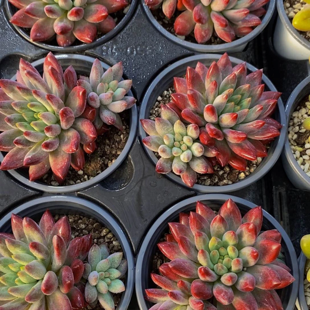 量拍7号 精品母本如烟美人双头一个