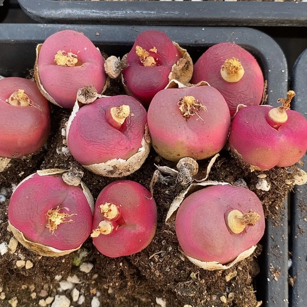 964大红母本一组10颗