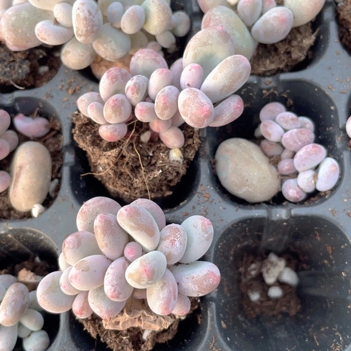 彩虹奶随机发满18包邮