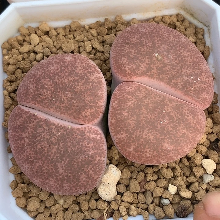 精品多肉植物粉一箭之遥