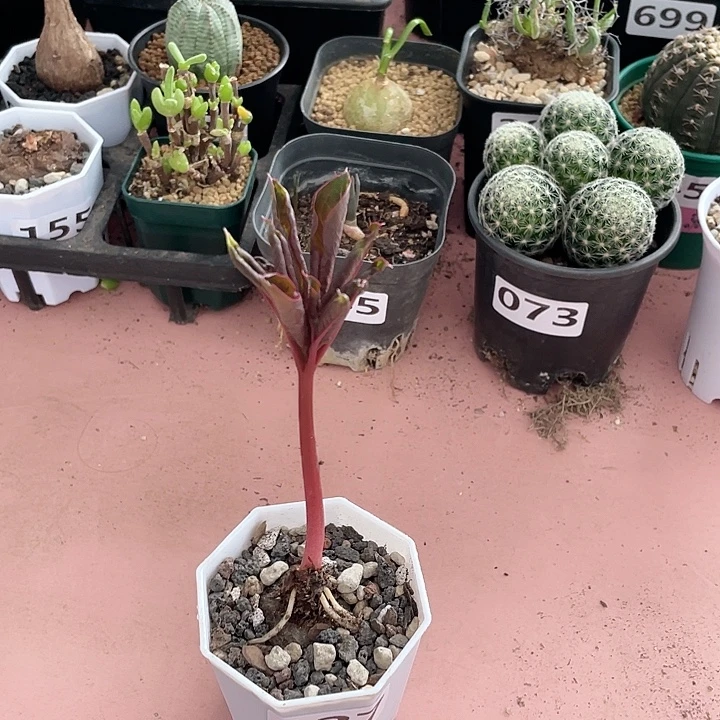 127产地巫蛊百合块根