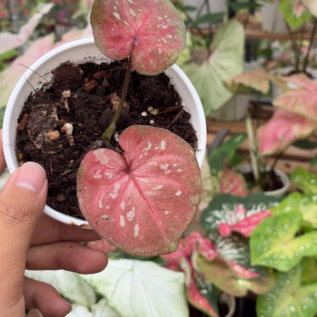 大部分花苞少量开放B036