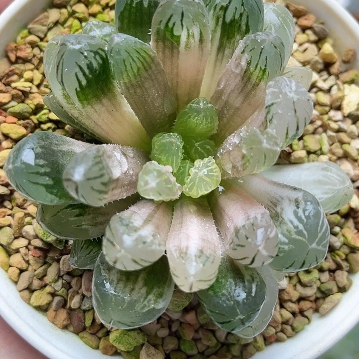 17  宫灯玉露锦十二卷多肉