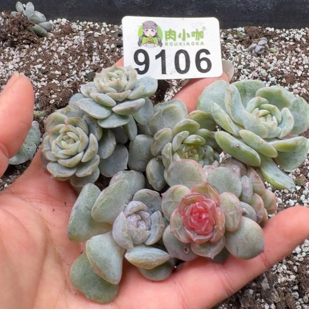 多肉植物多肉植物