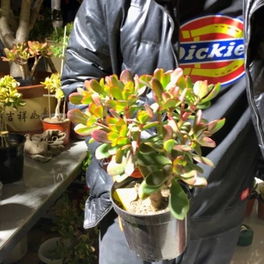 兰*C6韩国紫叶脱土发