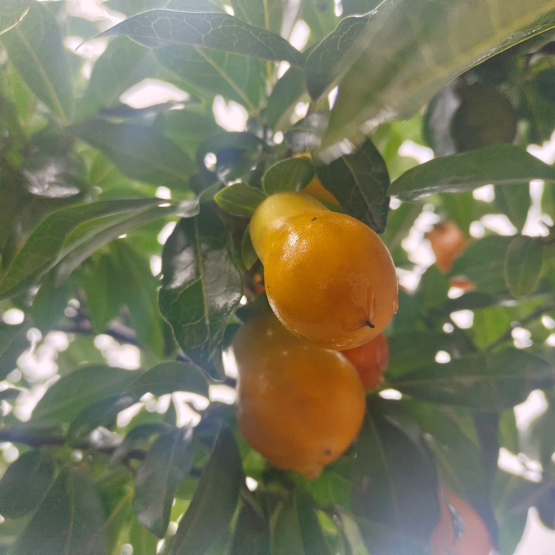 金弹子果子，葫芦果可以种植盆栽地栽现摘现发5到6颗发货