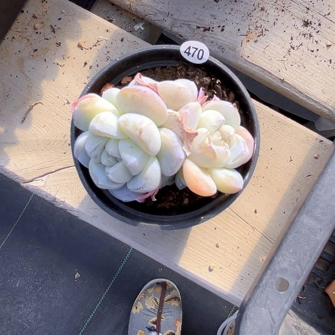 小***思470 一物一拍多肉