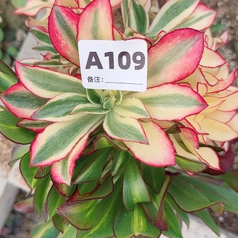 【闪购商品】宝****）12345678
