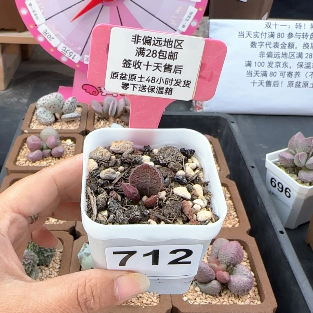 紫*712火凤凰多肉植物