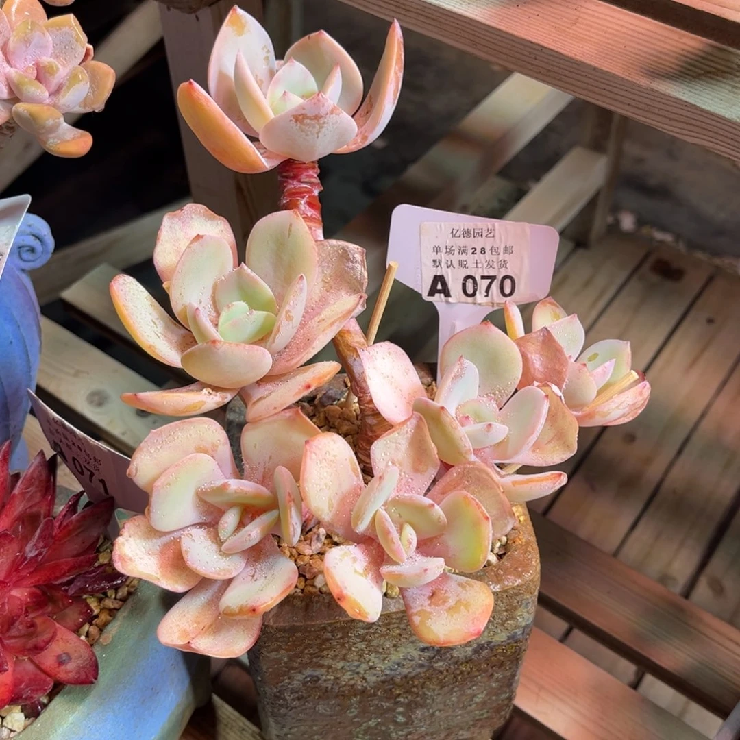 国版奶茶duodenvnvnvnvb