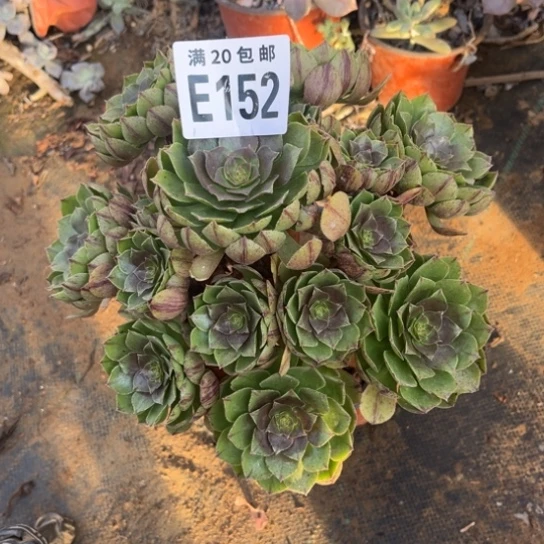 152万拉丝不包断枝