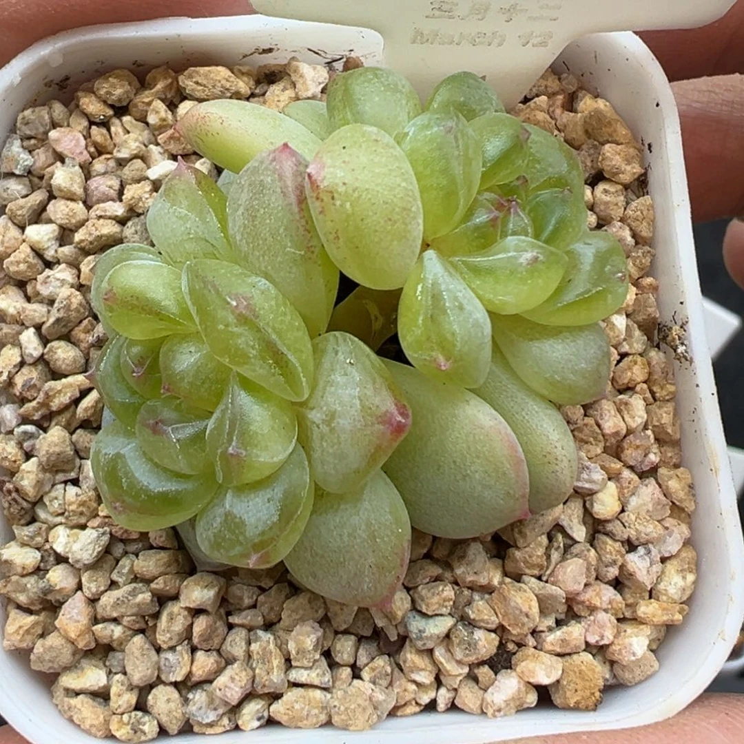 257号相柳晗雨多肉