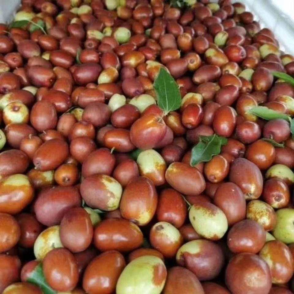 乐陵金丝小枣枣新鲜当季水果现摘现发脆甜多汁皮薄肉厚