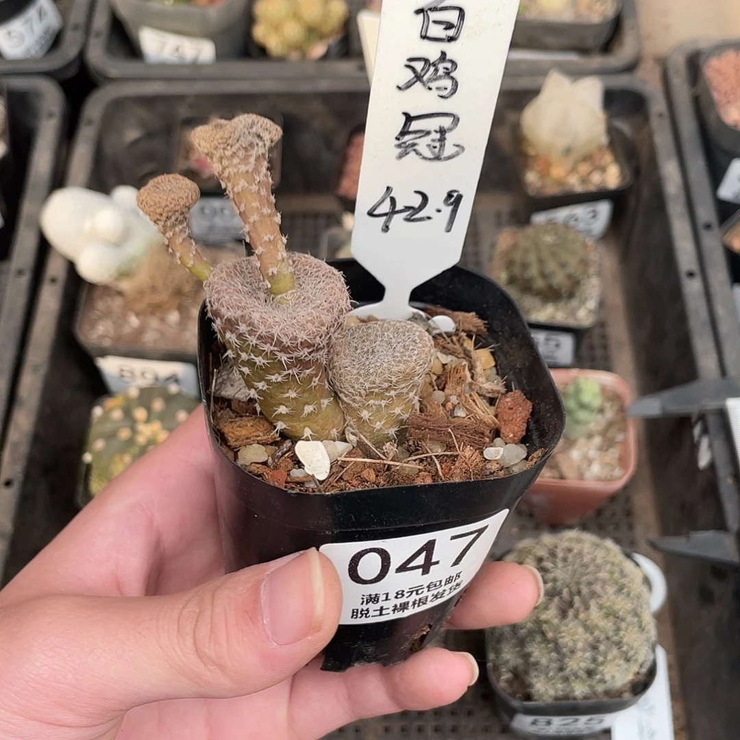 47白鸡冠（满18包邮）