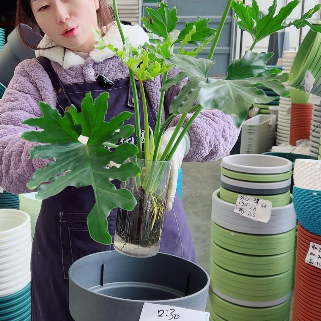 瑕疵月季盆300#灰黑3个无托