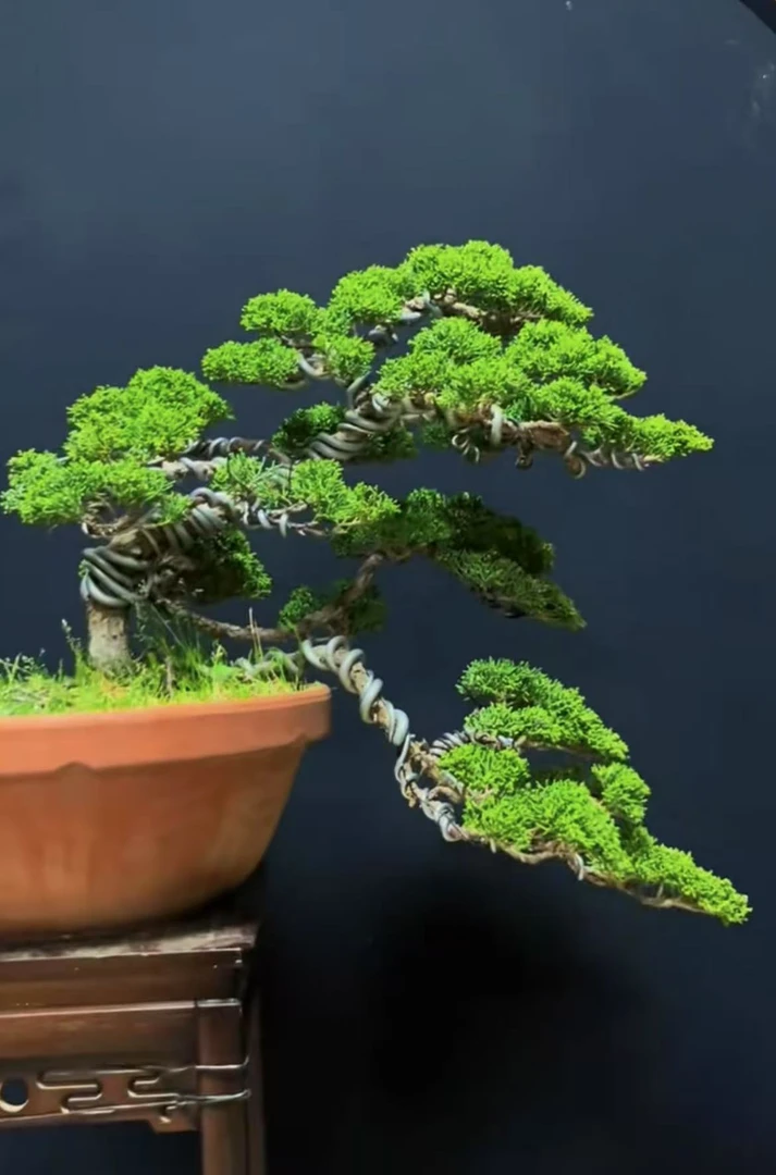 久智精品真柏盆景