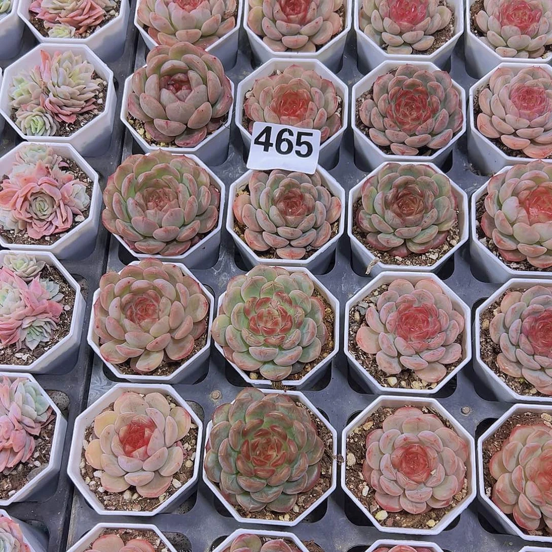 465样品糖葫芦19包邮