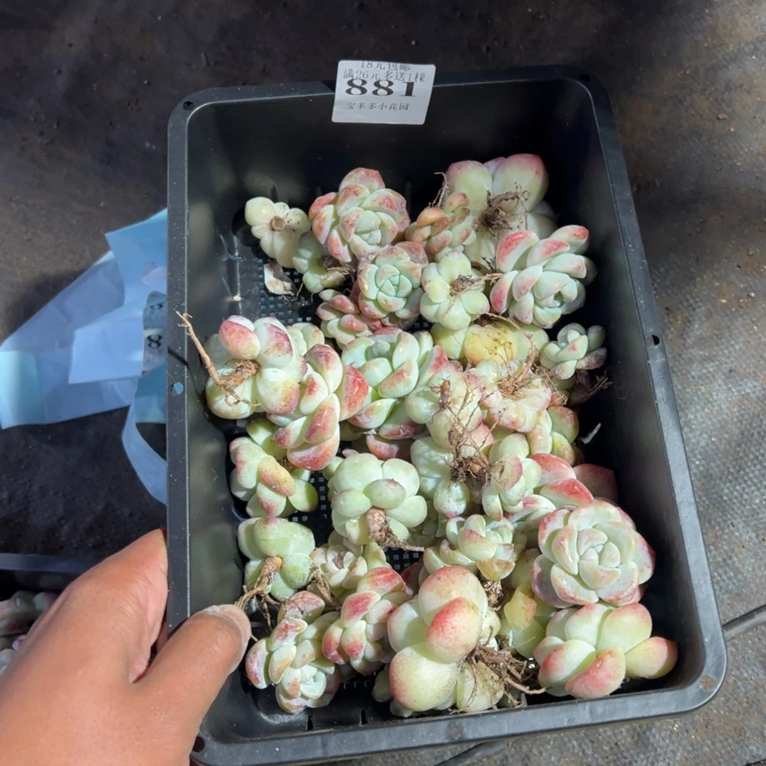 哇***咔881号瑕疵冰玉到手42颗一物一拍
