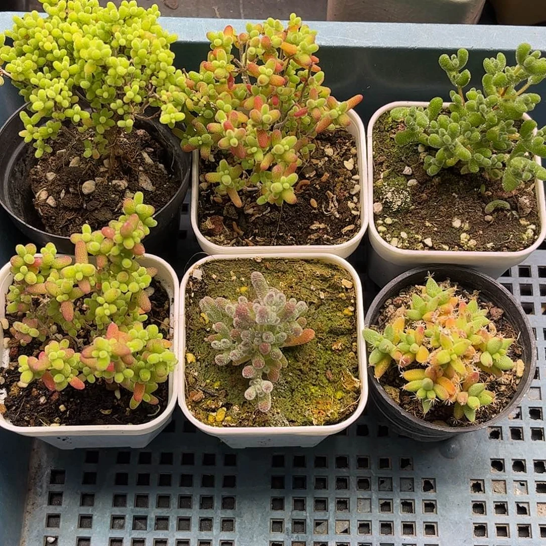 22新手套餐6颗组合