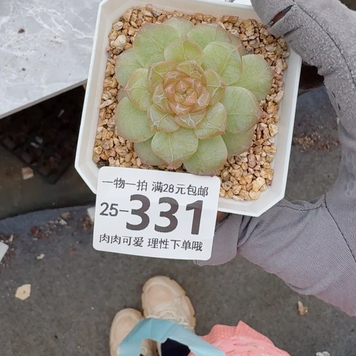 蛋***饼玻璃樽多肉无盆土发货无