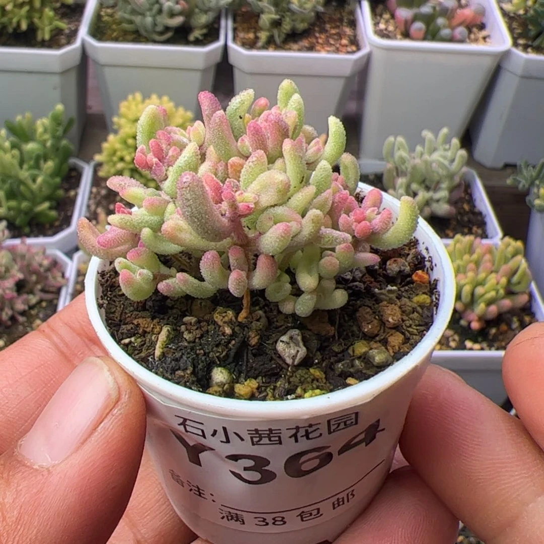 多肉植物枝干红宝石锦