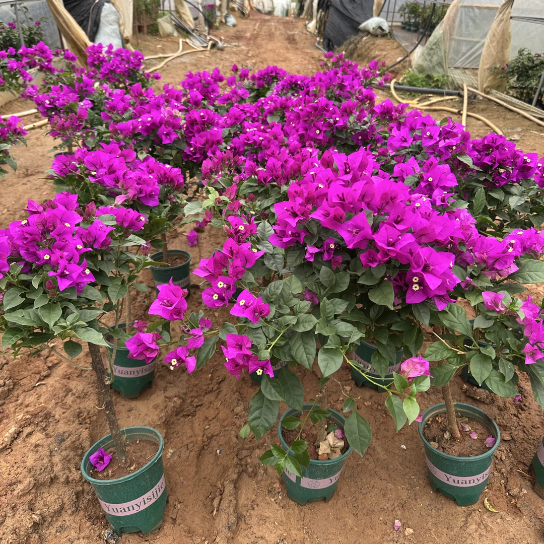 云南紫三角梅批发50 - 60cm带花三角梅原盆原土四季开花好养带叶