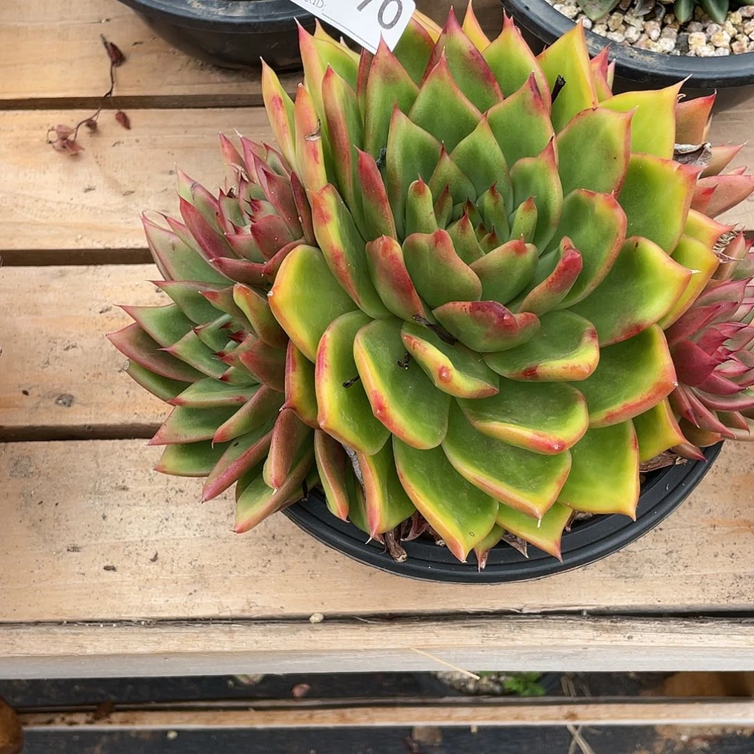 若如东云组拍D970