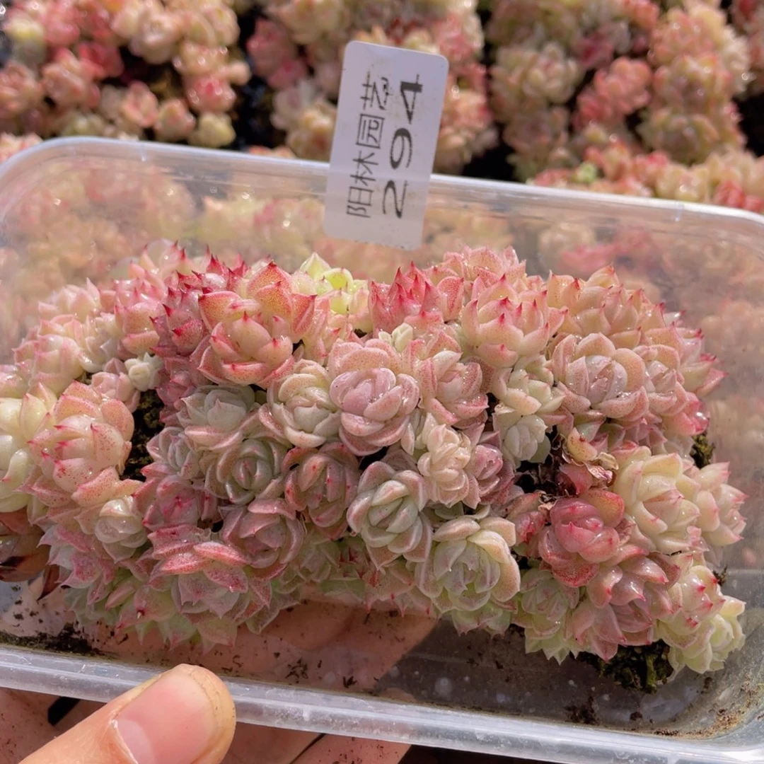 多肉植物多肉植物294