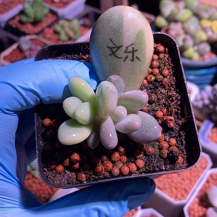 文乐奶酪锦多肉植物