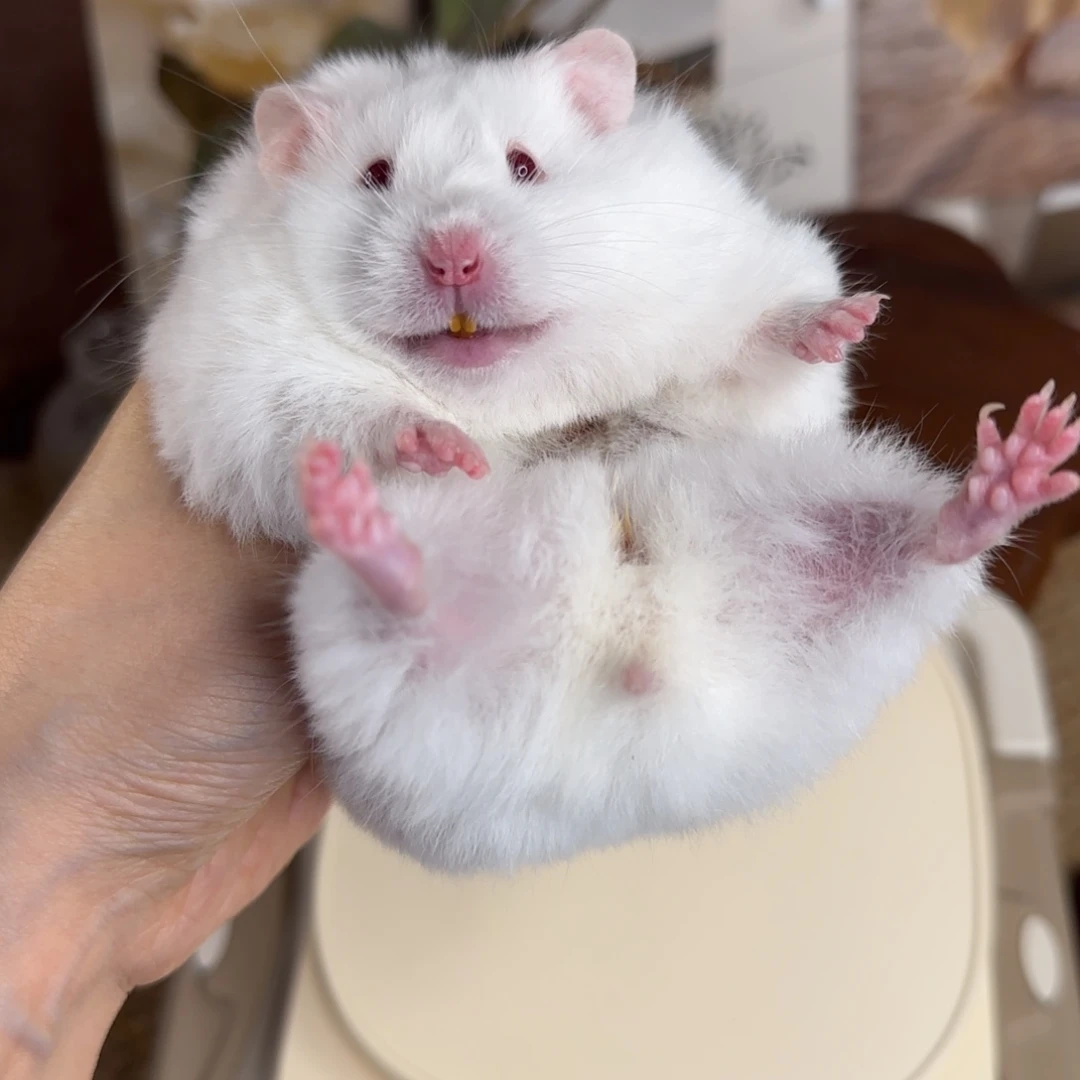 象牙白妹妹183g8个月